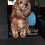 animal, backseat, calm, canine, car_interior, companion, curious, curly_fur, dog, domestic_animal, fur, golden_brown, indoors, leash, pet, portrait, seat, sitting, travel, window
