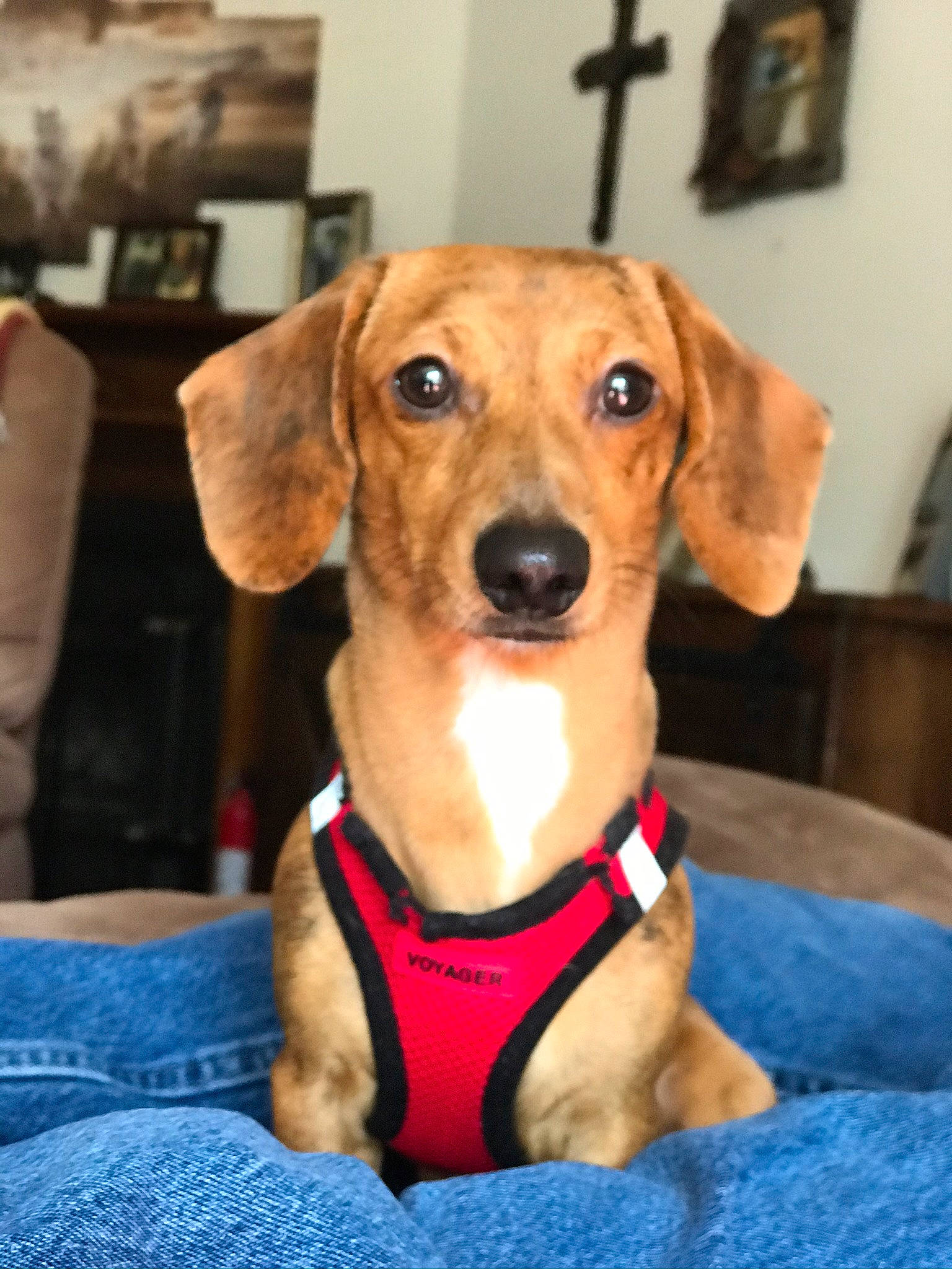 Scooter Dapple Do Dah joined the competition — help win amazing prizes! canidae, carnivore, collar, companion_dog, cross, dog, dog_breed, dog_clothes, dog_collar, dog_supply, fawn, fur, hound, liver, pet_supply, picture_frame, snout, sporting_group, whiskers, working_animal