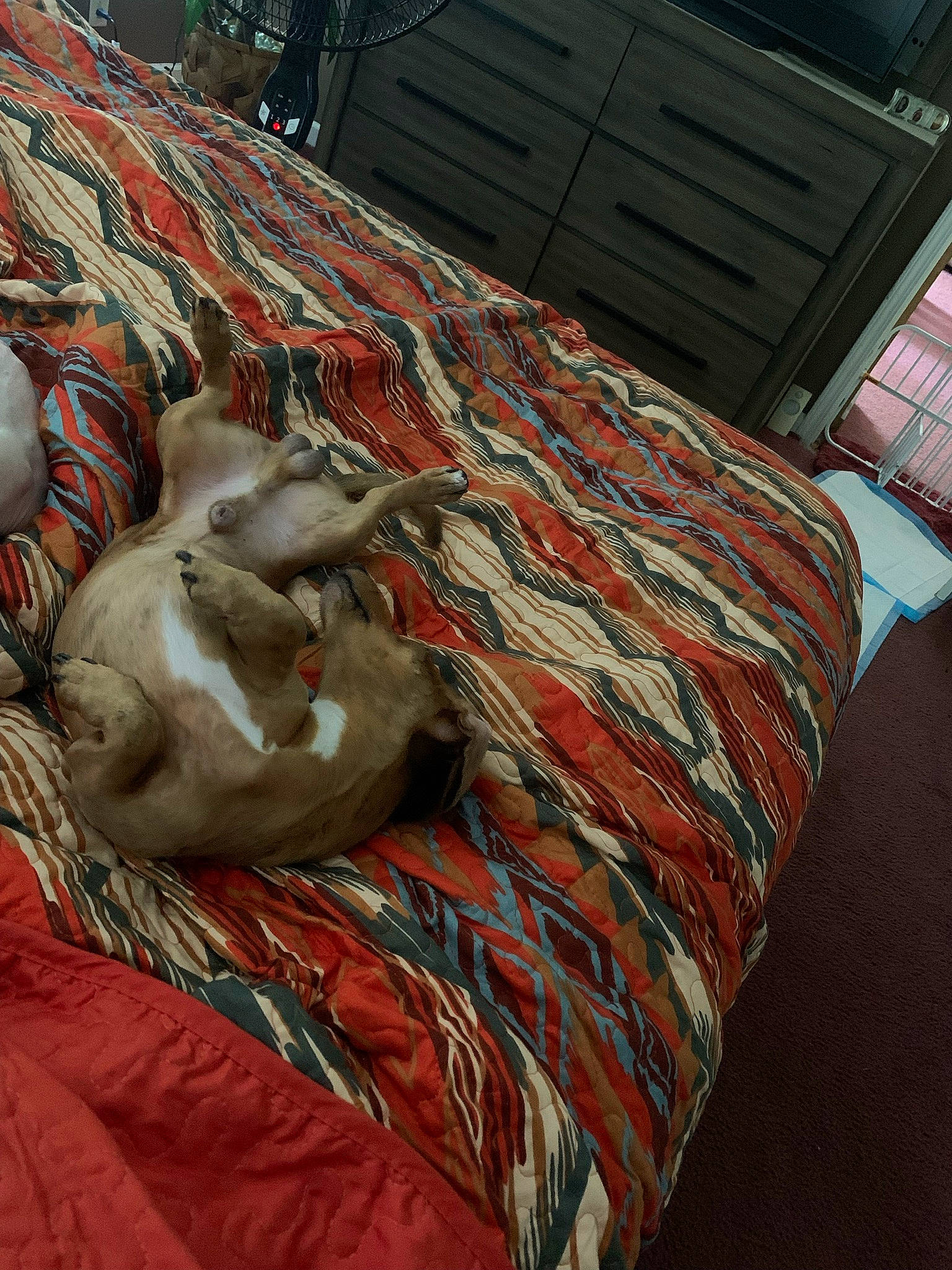 Scooter Dapple Do Dah joined the competition — help win amazing prizes! bed, bed_frame, bed_sheet, bedding, bedroom, cat, comfort, duvet, felidae, floor, flooring, grey, hardwood, linens, living_room, mattress, room, small_to_medium_sized_cats, table, wood