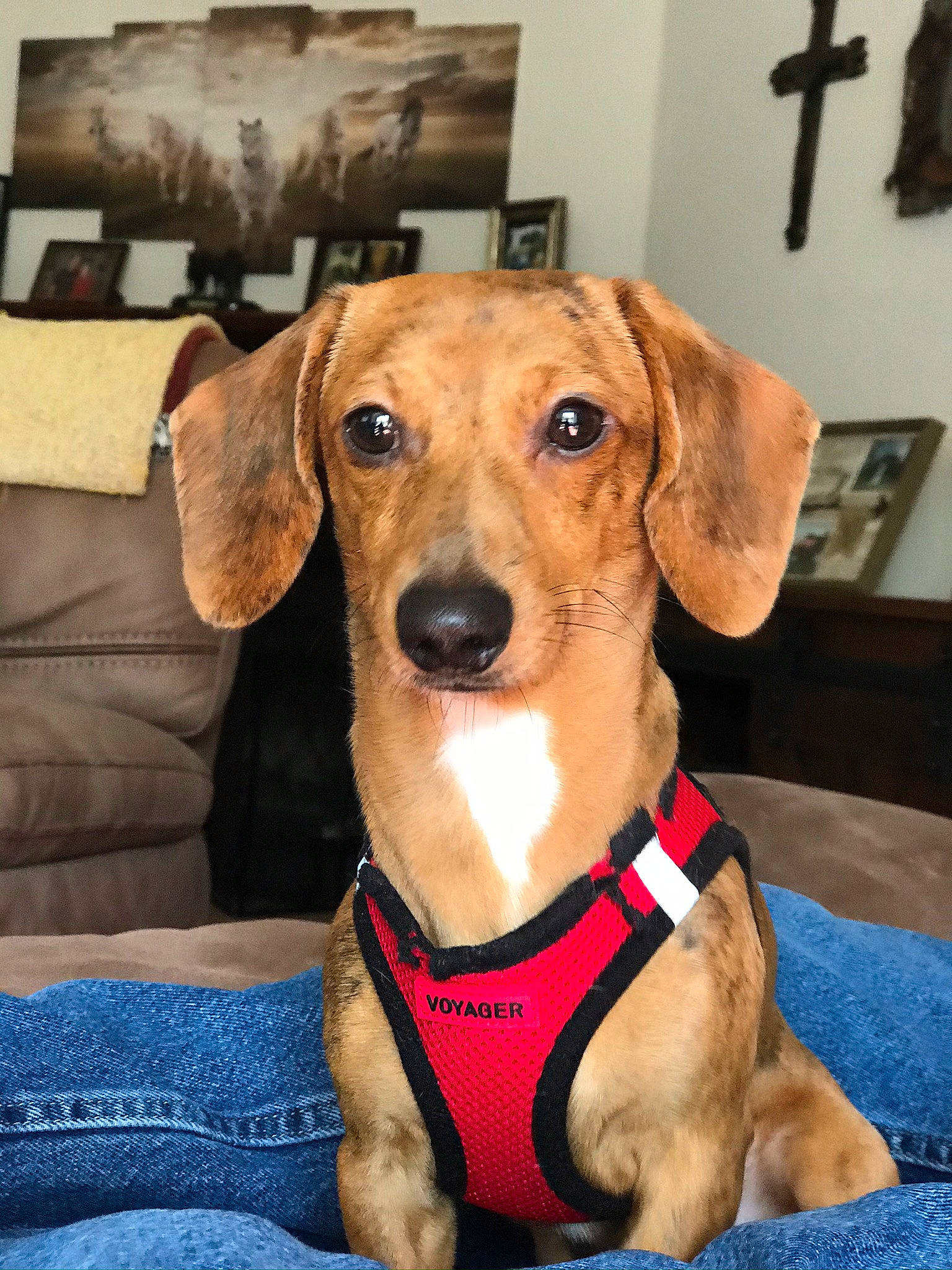 Scooter Dapple Do Dah is registered to the contest to win money with this photo: canidae, carnivore, collar, companion_dog, cross, dog, dog_breed, dog_collar, dog_supply, fawn, hound, hunting_dog, liver, pet_supply, picture_frame, snout, sporting_group, symbol, whiskers, working_animal