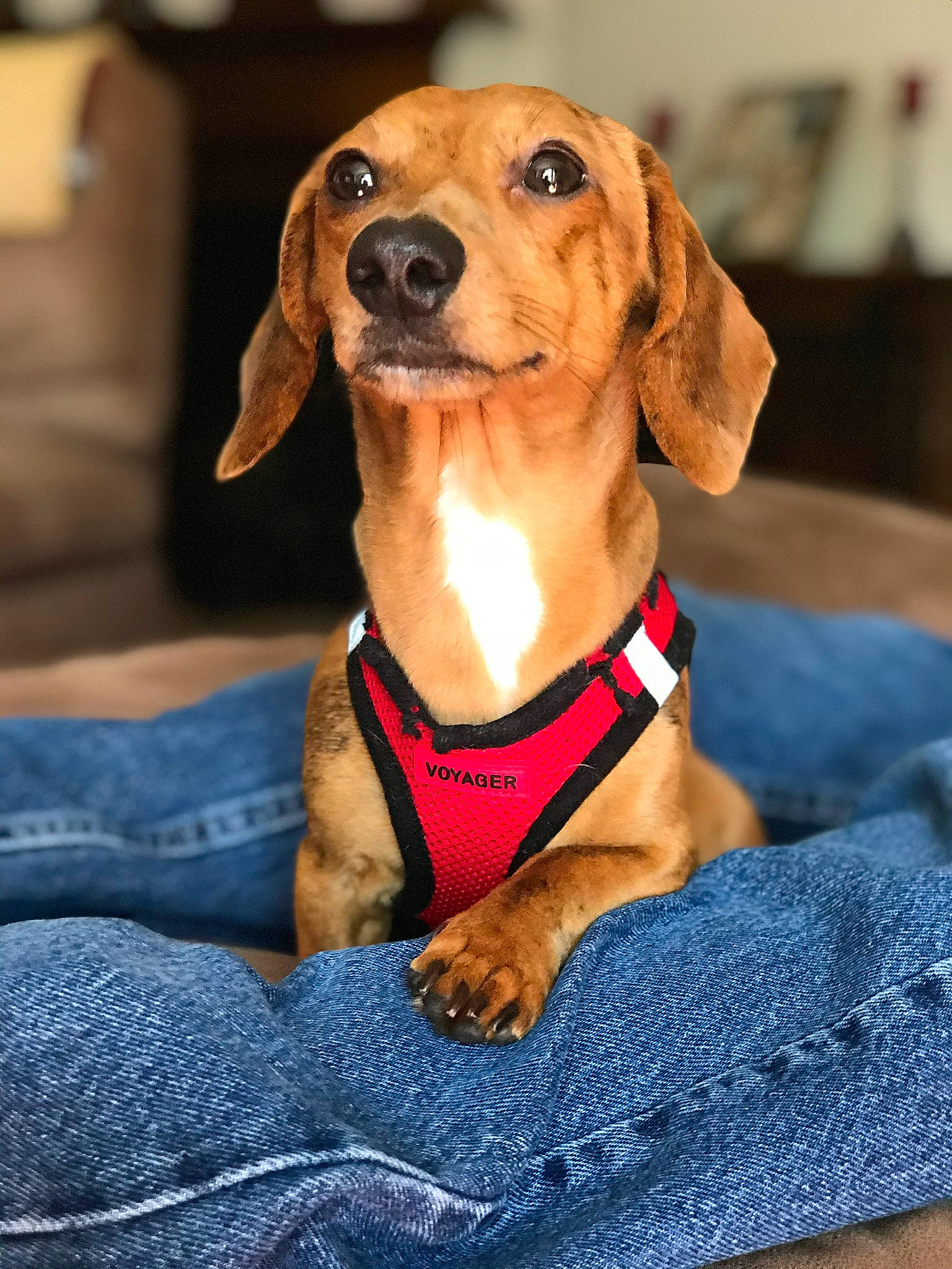 Scooter Dapple Do Dah joined the competition — help win amazing prizes! canidae, carnivore, collar, companion_dog, dog, dog_breed, dog_clothes, dog_collar, dog_supply, electric_blue, fawn, hound, hunting_dog, liver, pet_supply, snout, sporting_group, whiskers, working_animal, working_dog