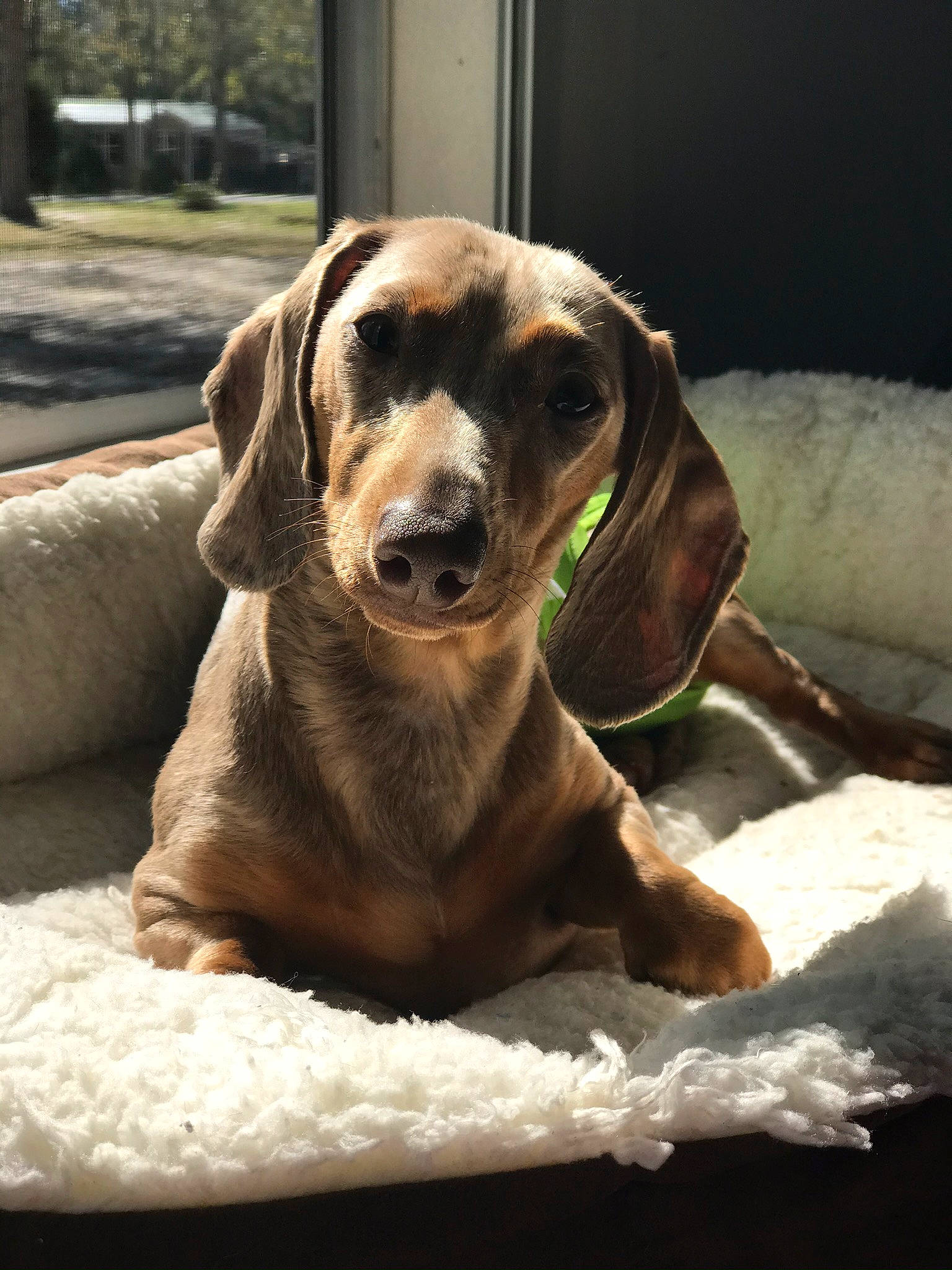 Sassy Sosa joined the competition — help win amazing prizes! canidae, carnivore, comfort, companion_dog, dog, dog_breed, eye, fawn, fur, gun_dog, hound, labrador_retriever, liver, pet_supply, plant, snout, sporting_group, whiskers, wood, working_animal