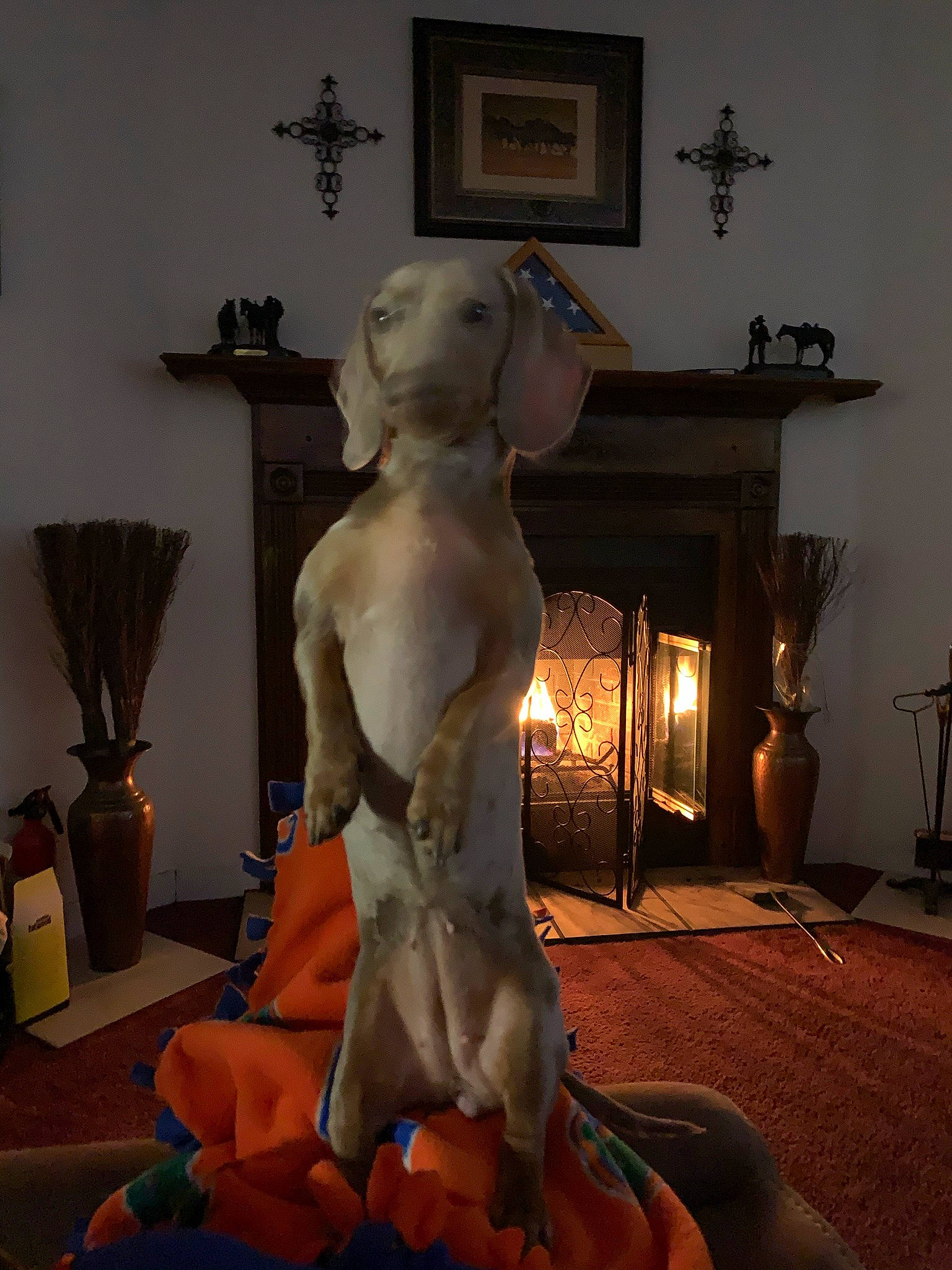 Sassy Sosa is registered to the contest to win money with this photo: art, carving, chest, classical_sculpture, fawn, flooring, fur, houseplant, interior_design, lamp, lighting, picture_frame, plaster, room, sculpture, statue, toy, trunk, visual_arts, wood