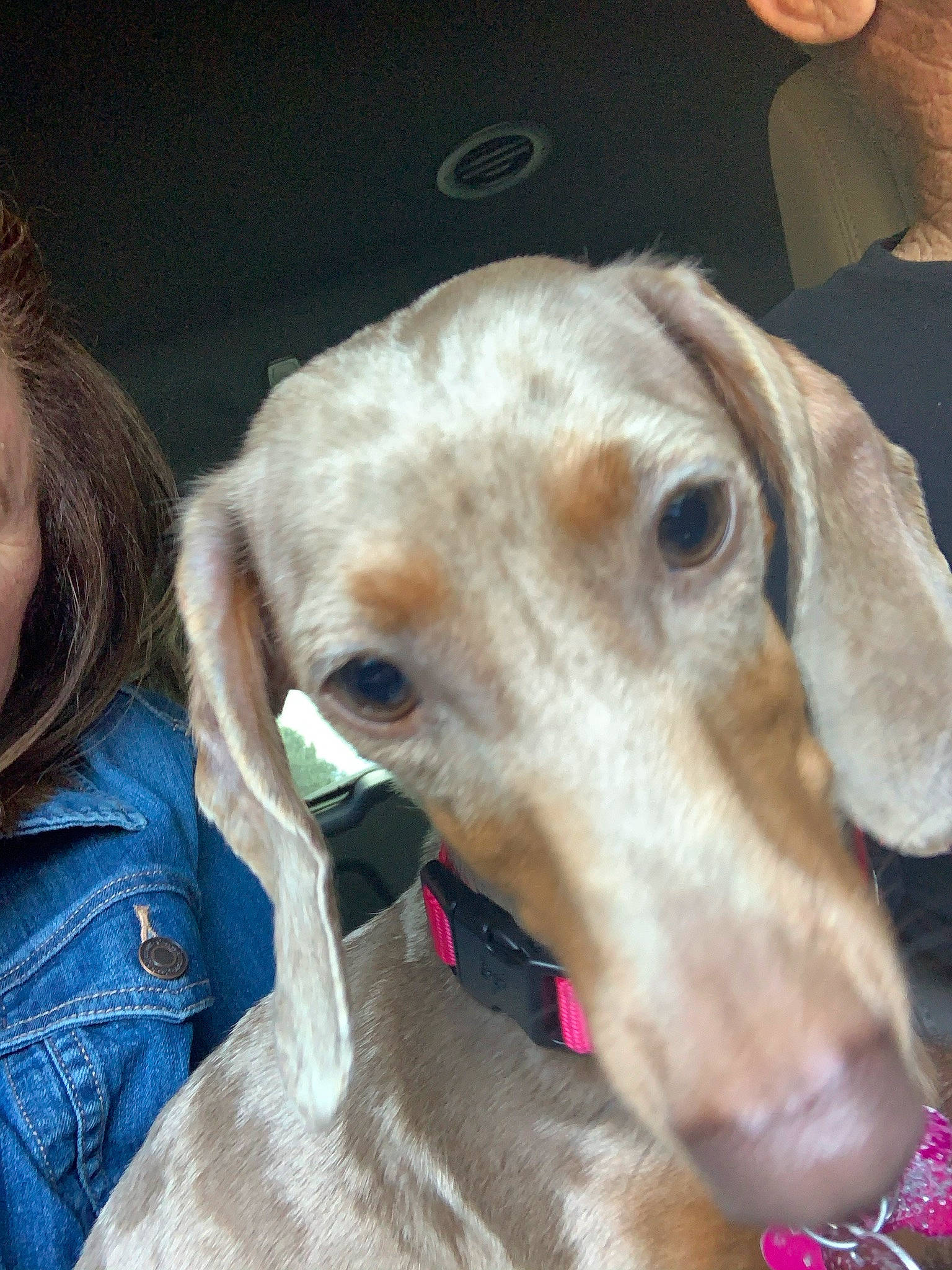 Sassy Sosa joined the competition — help win amazing prizes! canidae, carnivore, collar, companion_dog, dog, dog_breed, dog_collar, dog_supply, ear, fawn, fur, giant_dog_breed, hunting_dog, jaw, liver, pet_supply, snout, sporting_group, whiskers, working_animal