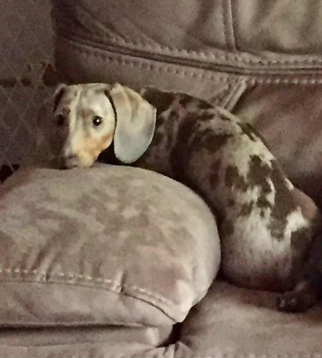 Sassy Sosa is registered to the contest to win money with this photo: carnivore, comfort, companion_dog, couch, dog, dog_breed, dog_supply, fawn, fur, grey, linens, mammal, nap, paw, snout, sporting_group, terrestrial_animal, toy, whiskers, working_animal