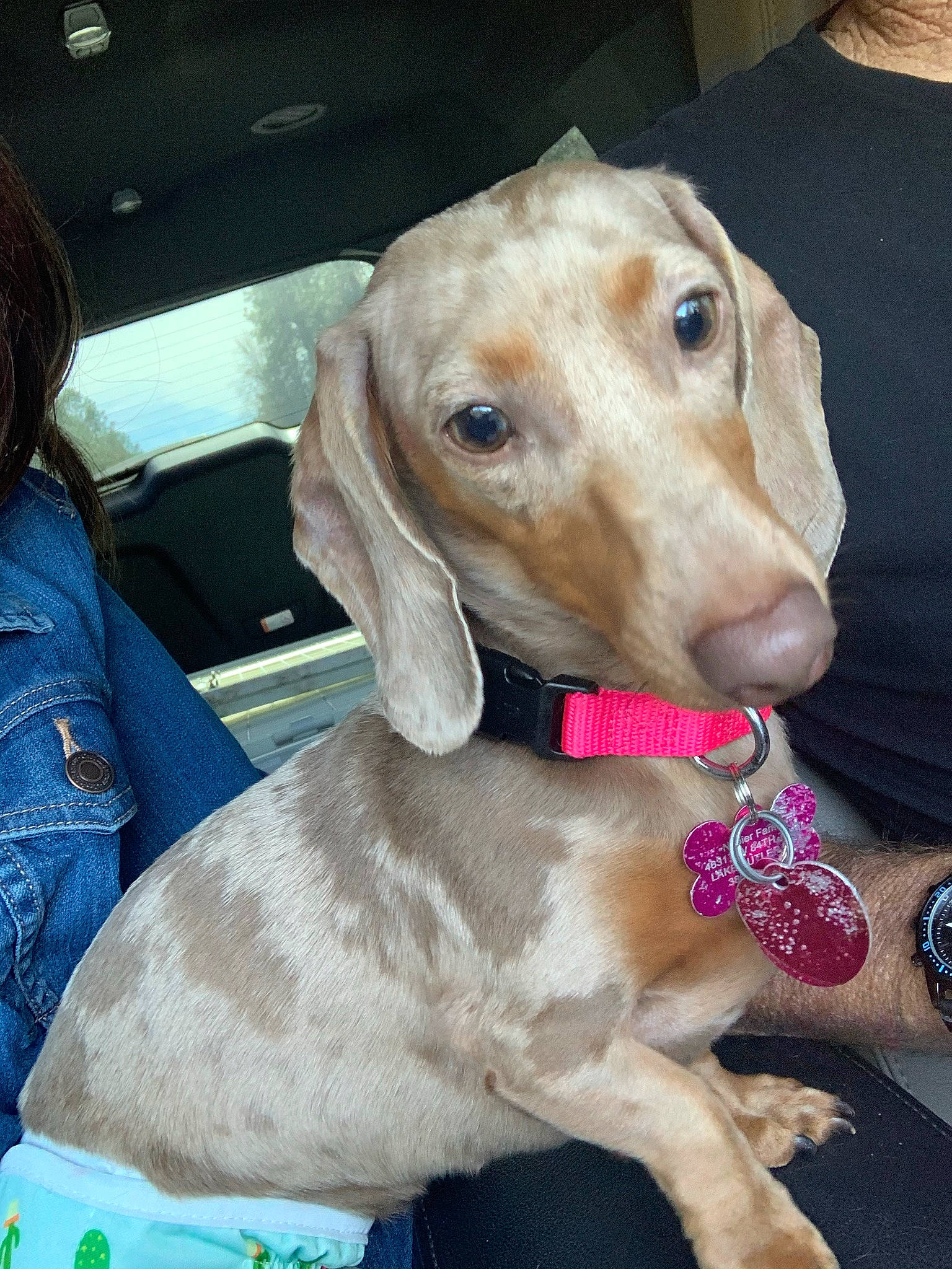 Sassy Sosa joined the competition — help win amazing prizes! canidae, carnivore, collar, companion_dog, dog, dog_breed, dog_collar, dog_supply, fawn, gun_dog, hound, hunting_dog, leash, liver, pet_supply, pointing_breed, scent_hound, sporting_group, whiskers, working_animal