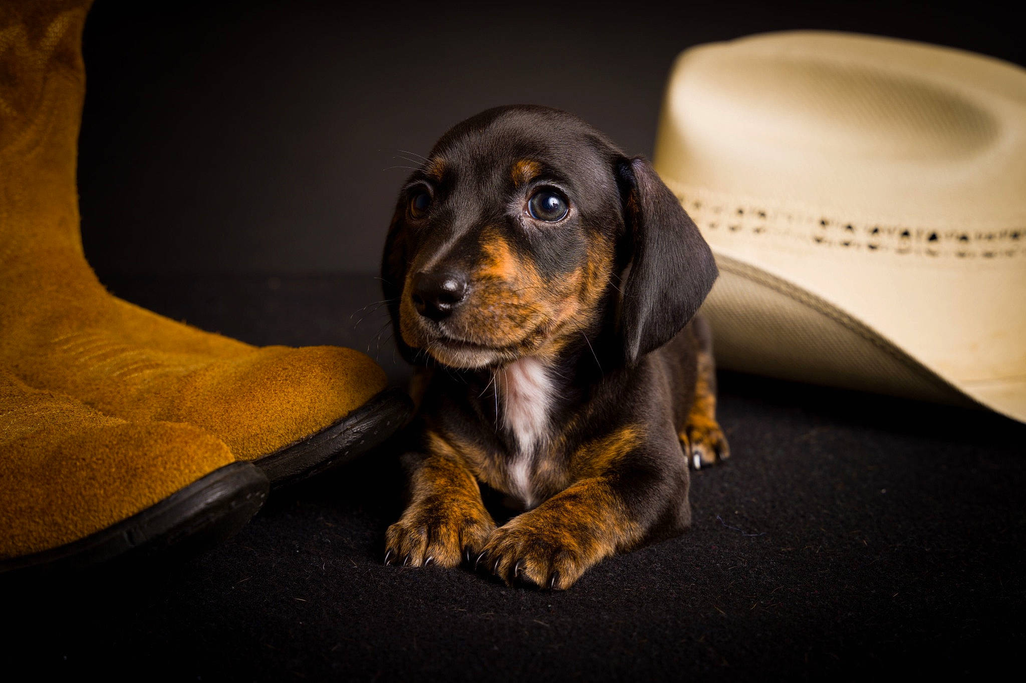 Sugar Bear joined the competition — help win amazing prizes! automotive_lighting, ball, bored, canidae, carnivore, comfort, companion_dog, darkness, dog, dog_breed, flash_photography, fur, hunting_dog, scent_hound, sitting, snout, sporting_group, whiskers, working_animal, working_dog