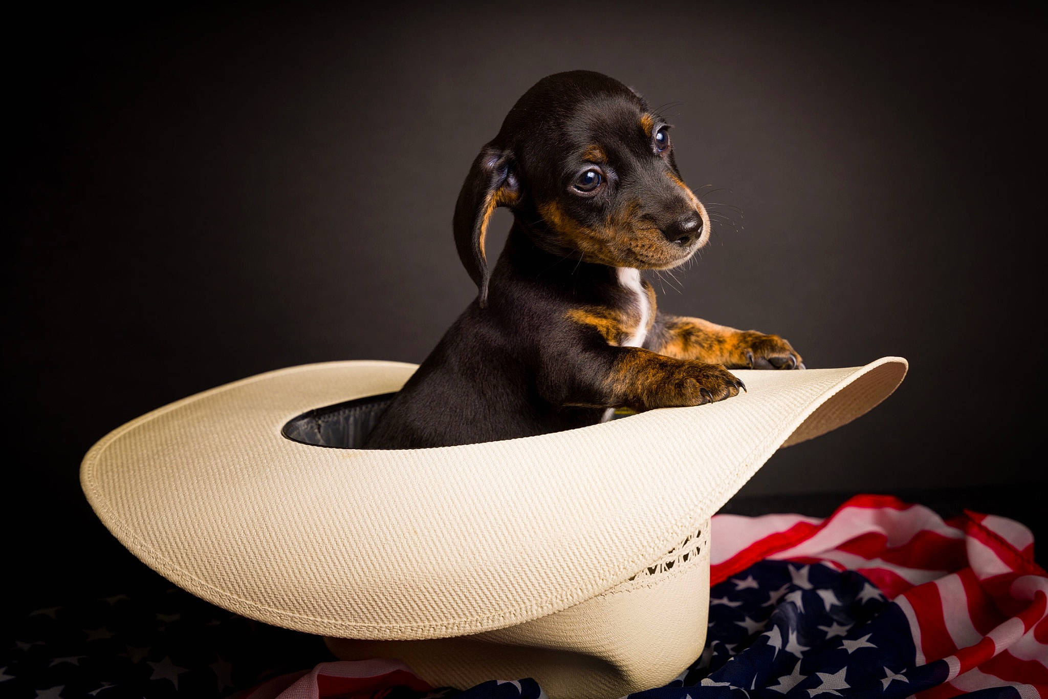 Sugar Bear joined the competition — help win amazing prizes! bowl, canidae, carnivore, comfort, companion_dog, dishware, dog, dog_breed, dog_food, metal, pattern, pet_supply, pottery, serveware, sitting, sporting_group, terrestrial_animal, toy_dog, wicker, working_animal