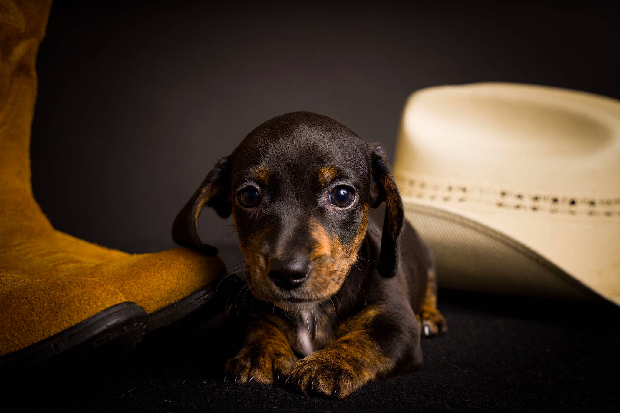 Sugar Bear joined the competition — help win amazing prizes! canidae, carnivore, close_up, comfort, companion_dog, dog, dog_breed, ear, eye, fawn, fur, head, hunting_dog, puppy, snout, sporting_group, terrestrial_animal, toy_dog, whiskers, working_animal