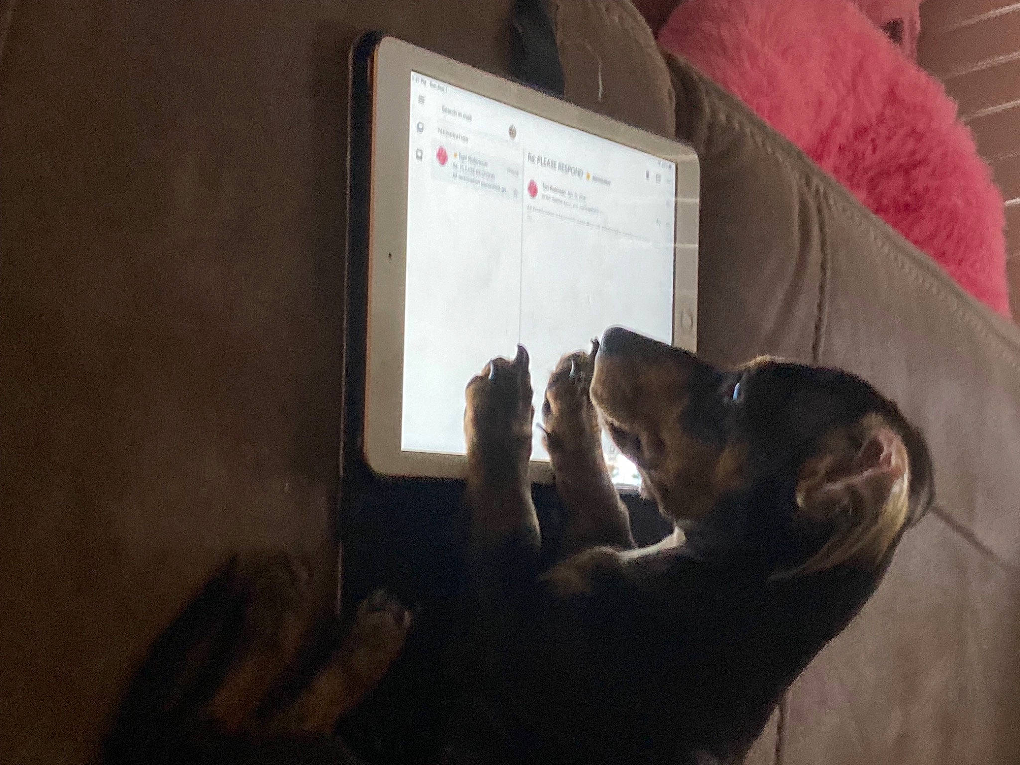 Sugar Bear is registered to the contest to win money with this photo: brown, canidae, carnivore, comfort, companion_dog, darkness, dog, dog_breed, electronic_device, fawn, fun, fur, gesture, personal_computer, room, sitting, small_to_medium_sized_cats, snout, sporting_group, whiskers