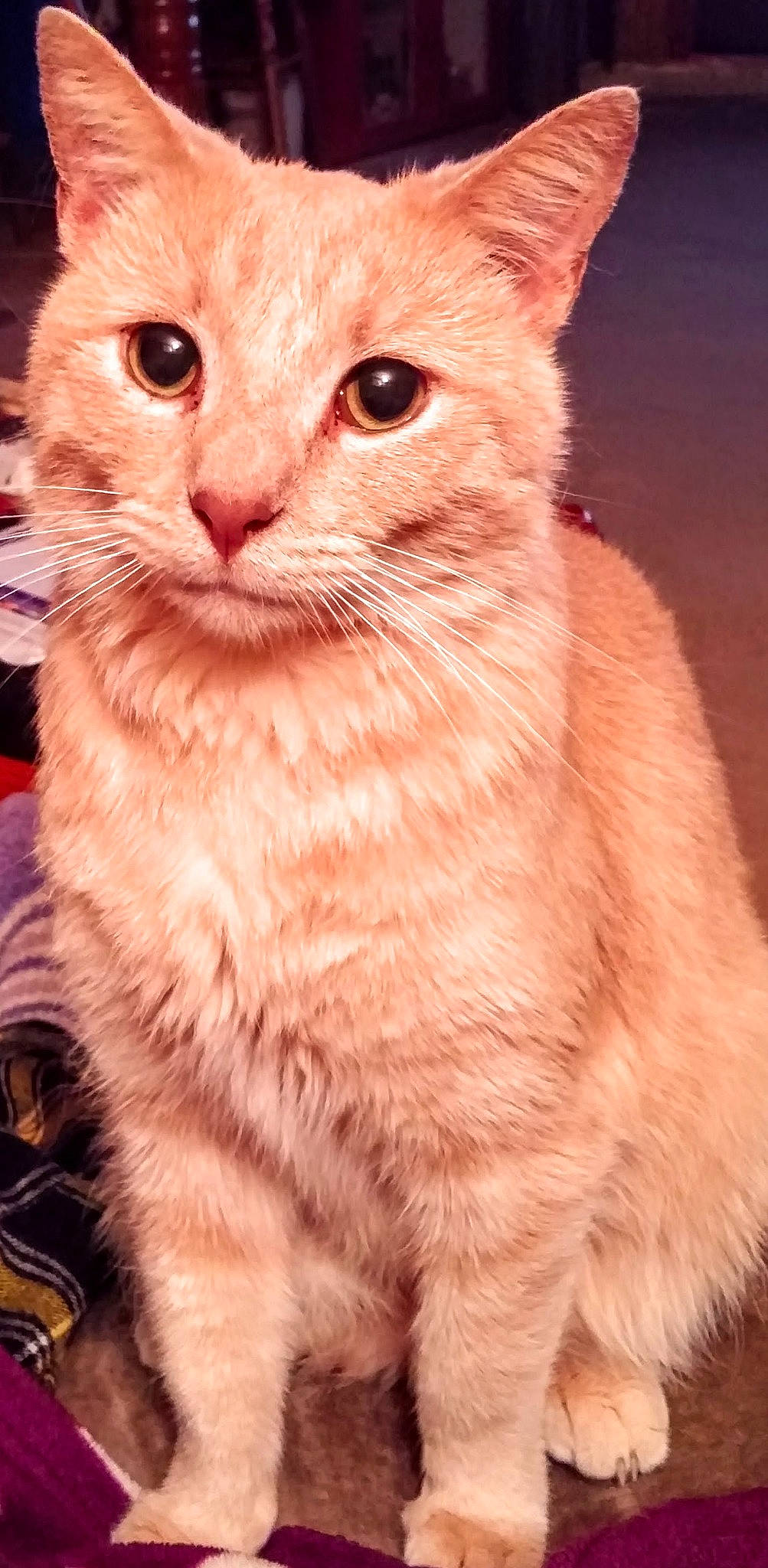 Bit joined the competition — help win amazing prizes! carnivore, cat, close_up, domestic_short_haired_cat, ear, event, fawn, felidae, fur, gesture, iris, peach, small_to_medium_sized_cats, snout, tail, terrestrial_animal, whiskers, window