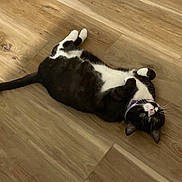 Anala is registered to the contest to win money with this photo: cat, black_and_white, pet, floor, wooden_floor, collar, lying_down, belly_up, playful, domestic_cat, indoor, feline, whiskers, relaxed, curious, animal, cute, small_animal, house_pet, green_eyes
