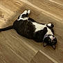 cat, black_and_white, pet, floor, wooden_floor, collar, lying_down, belly_up, playful, domestic_cat, indoor, feline, whiskers, relaxed, curious, animal, cute, small_animal, house_pet, green_eyes