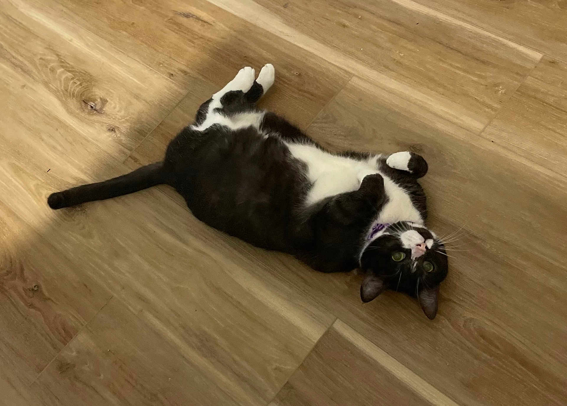 Anala is registered to the contest to win money with this photo: cat, black_and_white, pet, floor, wooden_floor, collar, lying_down, belly_up, playful, domestic_cat, indoor, feline, whiskers, relaxed, curious, animal, cute, small_animal, house_pet, green_eyes