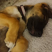 Aymie participe au concours pour gagner de l'argent avec cette photo : animal, bed, black, brown, canine, closeup, collar, cozy, cute, dog, fluffy, fur, indoors, paws, pet, relaxed, resting, sleeping, snout, white