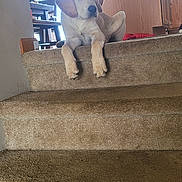 Thor is registered to the contest to win money with this photo: dog, stairs, carpet, indoor, house, kitchen, wooden_cabinet, window, cup, table, chair, pet, relaxed, light, daylight, home, floor, animal, domestic, canine