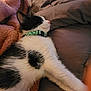 cat, black_and_white, sleeping, collar, bed, blanket, pink_blanket, fur, whiskers, paw, relaxing, pet, indoor, cozy, resting, closeup, feline, comfort, animal, domestic