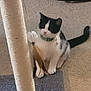 cat, kitten, black_and_white, scratching_post, feather_toy, carpet, indoor, playful, pet, animal, collar, toy, feline, paw, tail, curious, domestic, young_cat, floor, cute