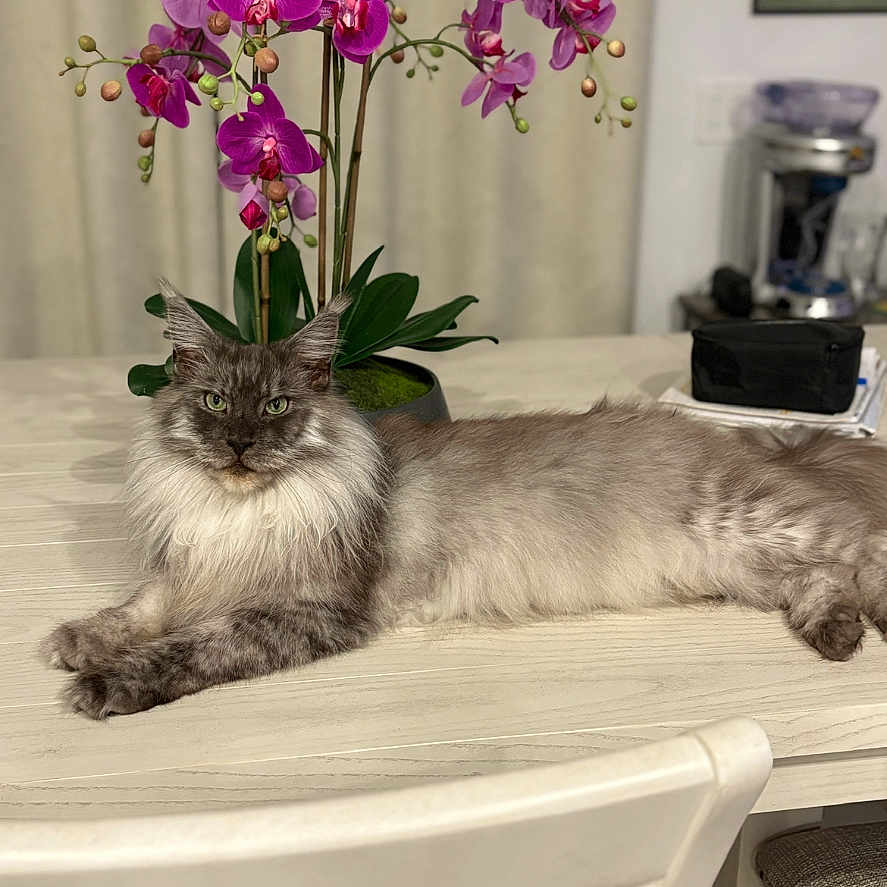 Shadow is registered to the contest to win money with this photo: anemone, animal, cat, chair, diningtable, flower, flowerarrangement, flowerbouquet, furniture, geranium, ikebana, kitten, orchid, person, pet, petal, plant, pottedplant, purple, table
