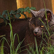 Panthor is registered to the contest to win money with this photo: backyard, cat, close_up, ears, feline, fur, grass, gray_cat, ground_cover, leafy_plant, nature, outdoor, pet, portrait, shrubbery, stalking, tongue_out, whiskers, wooden_fence, yellow_eyes