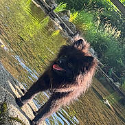 Amaroc participe au concours pour gagner de l'argent avec cette photo : animal, black_dog, daylight, dog, fur, grass, greenery, happy, moss, nature, outdoor, pet, playful, reflection, rock, stream, sunlight, tongue_out, trees, water