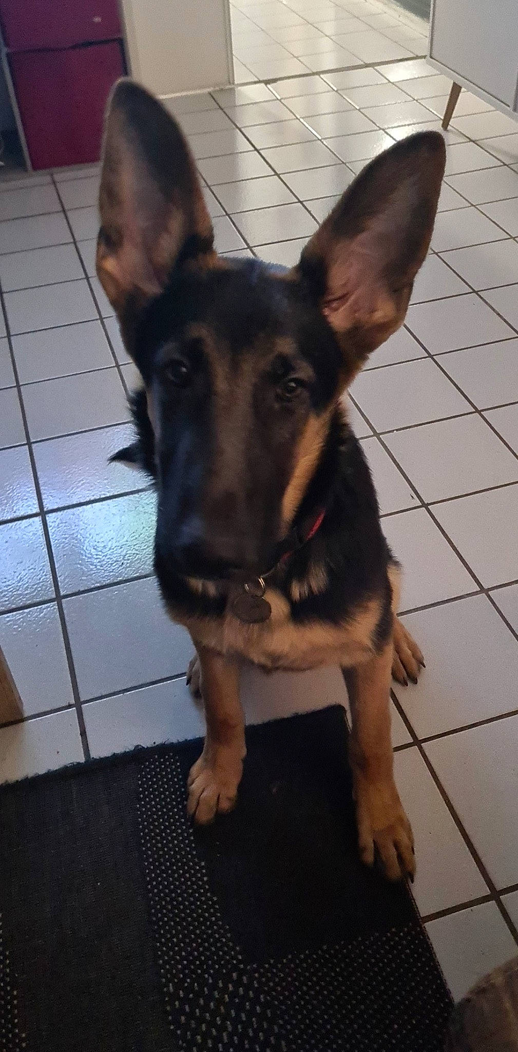 Apash a rejoint le concours — aidez-le/la à gagner de superbes lots ! canidae, carnivore, companion_dog, dog, dog_breed, dog_supply, ear, fawn, flooring, fur, paw, pet_supply, pinscher, prazsky_krysarik, sporting_group, tile_flooring, toy_dog, whiskers, working_animal, working_dog