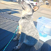 Mari is registered to the contest to win money with this photo: puppy, dog, leash, truck_bed, outdoor, daylight, blue_sky, vehicle, parking_lot, building, pet, canine, sitting, curious, collar, road, sunny, shadow, container, plastic_box