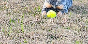 Mari is registered to the contest to win money with this photo: dog, tennis_ball, grass, outdoor, animal, pet, field, laying_down, ears_up, collar, nature, daylight, muzzle, fur, canine, playful, alert, side_view, brown, black