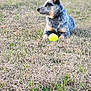 dog, tennis_ball, grass, outdoor, animal, pet, field, laying_down, ears_up, collar, nature, daylight, muzzle, fur, canine, playful, alert, side_view, brown, black