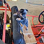 Mari joined the competition — help win amazing prizes! puppy, dog, go_kart, workshop, wooden_planks, seat, concrete_floor, steering_wheel, rustic, curious, animal, pet, black_and_tan, small, vehicle, indoor, sunlight, playful, young, seatbelt