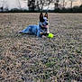 Mari is registered to the contest to win money with this photo: dog, tennis_ball, grass, field, outdoor, nature, sky, clouds, animal, pet, canine, playful, laying_down, tongue_out, sunset, trees, landscape, happy, fur, ears