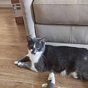 Ponpon participe au concours pour gagner de l'argent avec cette photo : cat, gray_cat, white_cat, pet, animal, feline, lying_down, sitting, indoor, living_room, wooden_floor, leather_couch, sofa, plush_toy, toy_mouse, cardboard_box, window, whiskers, green_eyes, portrait