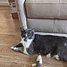 cat, gray_cat, white_cat, pet, animal, feline, lying_down, sitting, indoor, living_room, wooden_floor, leather_couch, sofa, plush_toy, toy_mouse, cardboard_box, window, whiskers, green_eyes, portrait