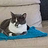 Ponpon participe au concours pour gagner de l'argent avec cette photo : cat, tuxedo_cat, pet, animal, sleepy, sitting, indoor, couch, blanket, blue_blanket, cushion, furniture, home, cozy, black_and_white, whiskers, ears, portrait, relaxed, photograph