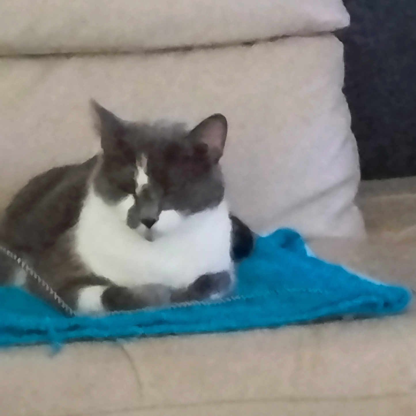 Ponpon participe au concours pour gagner de l'argent avec cette photo : cat, tuxedo_cat, pet, animal, sleepy, sitting, indoor, couch, blanket, blue_blanket, cushion, furniture, home, cozy, black_and_white, whiskers, ears, portrait, relaxed, photograph
