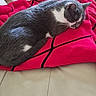 Ponpon a rejoint le concours — aidez-le/la à gagner de superbes lots ! cat, sleeping, gray_and_white, pet, animal, nap, curled_up, blanket, pink, couch, leather, indoors, cozy, relaxed, resting, whiskers, ears, fur, portrait, home