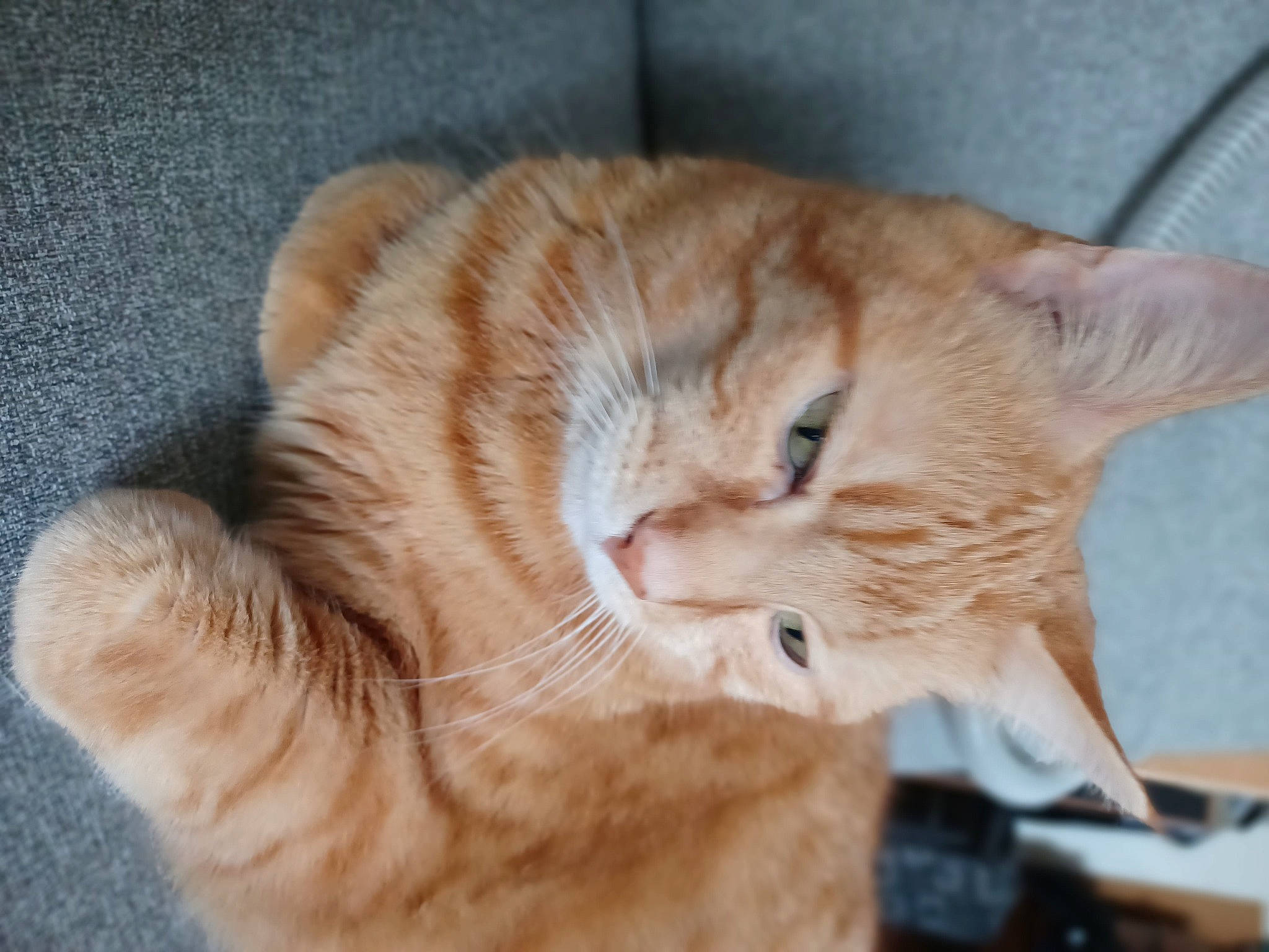 Rouquin participe au concours pour gagner de l'argent avec cette photo : carnivore, cat, claw, comfort, domestic_short_haired_cat, ear, eye, fawn, felidae, fur, gesture, hair, nap, paw, small_to_medium_sized_cats, snout, tail, whiskers, wood