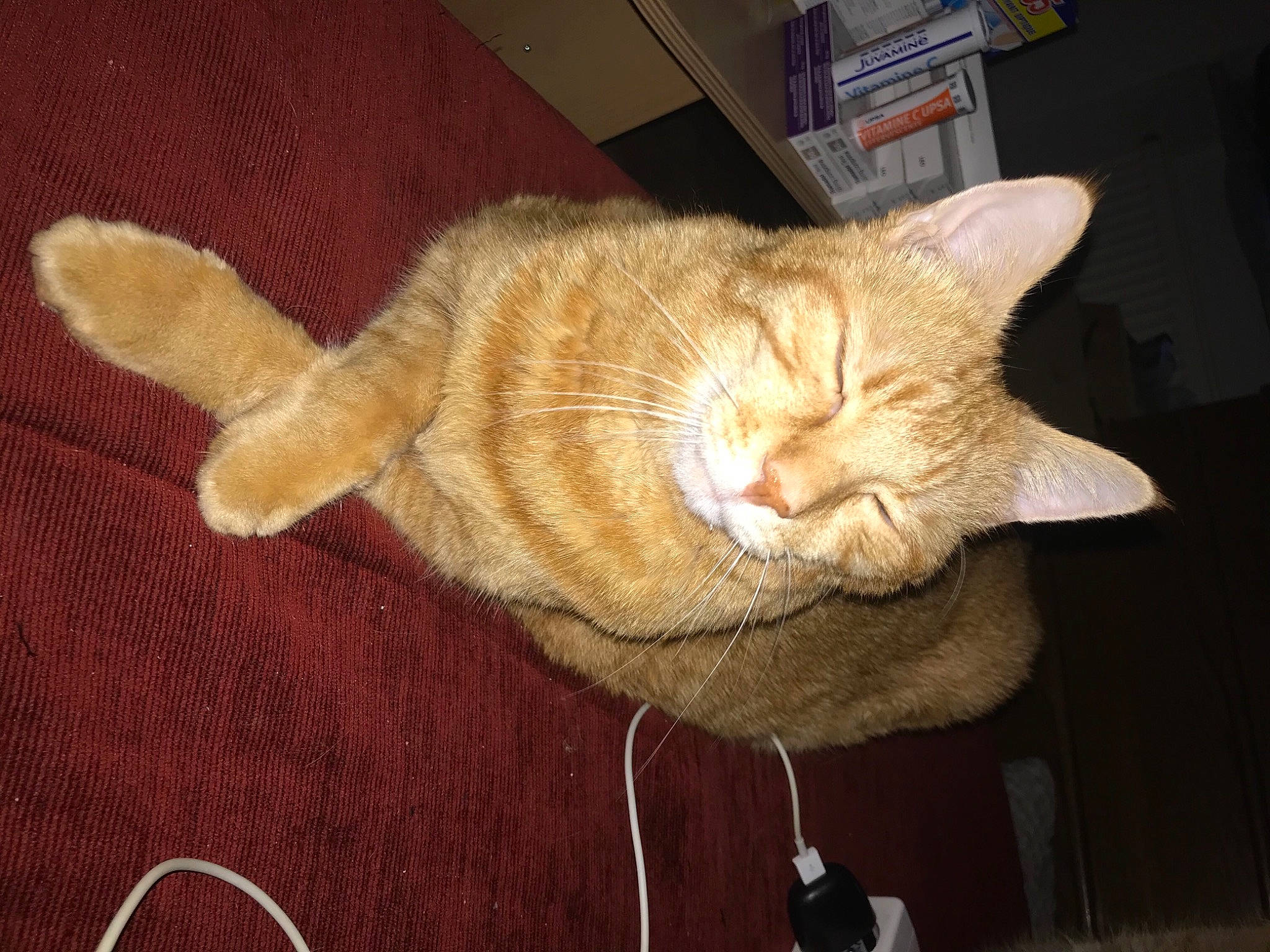 Rouquin a rejoint le concours — aidez-le/la à gagner de superbes lots ! carnivore, cat, claw, comfort, domestic_short_haired_cat, ear, fawn, felidae, foot, fur, nap, paw, sleep, small_to_medium_sized_cats, tail, whiskers, wood