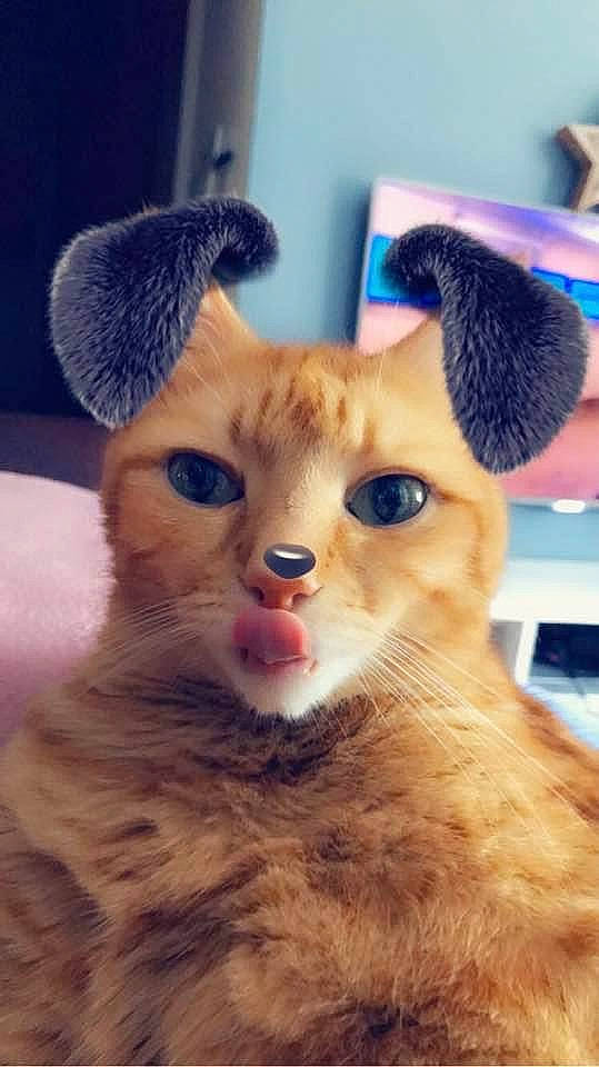 Rouquin a rejoint le concours — aidez-le/la à gagner de superbes lots ! blue, carnivore, cat, claw, domestic_short_haired_cat, ear, eye, fawn, felidae, gesture, head, iris, nose, paw, small_to_medium_sized_cats, snout, tail, terrestrial_animal, toy, whiskers