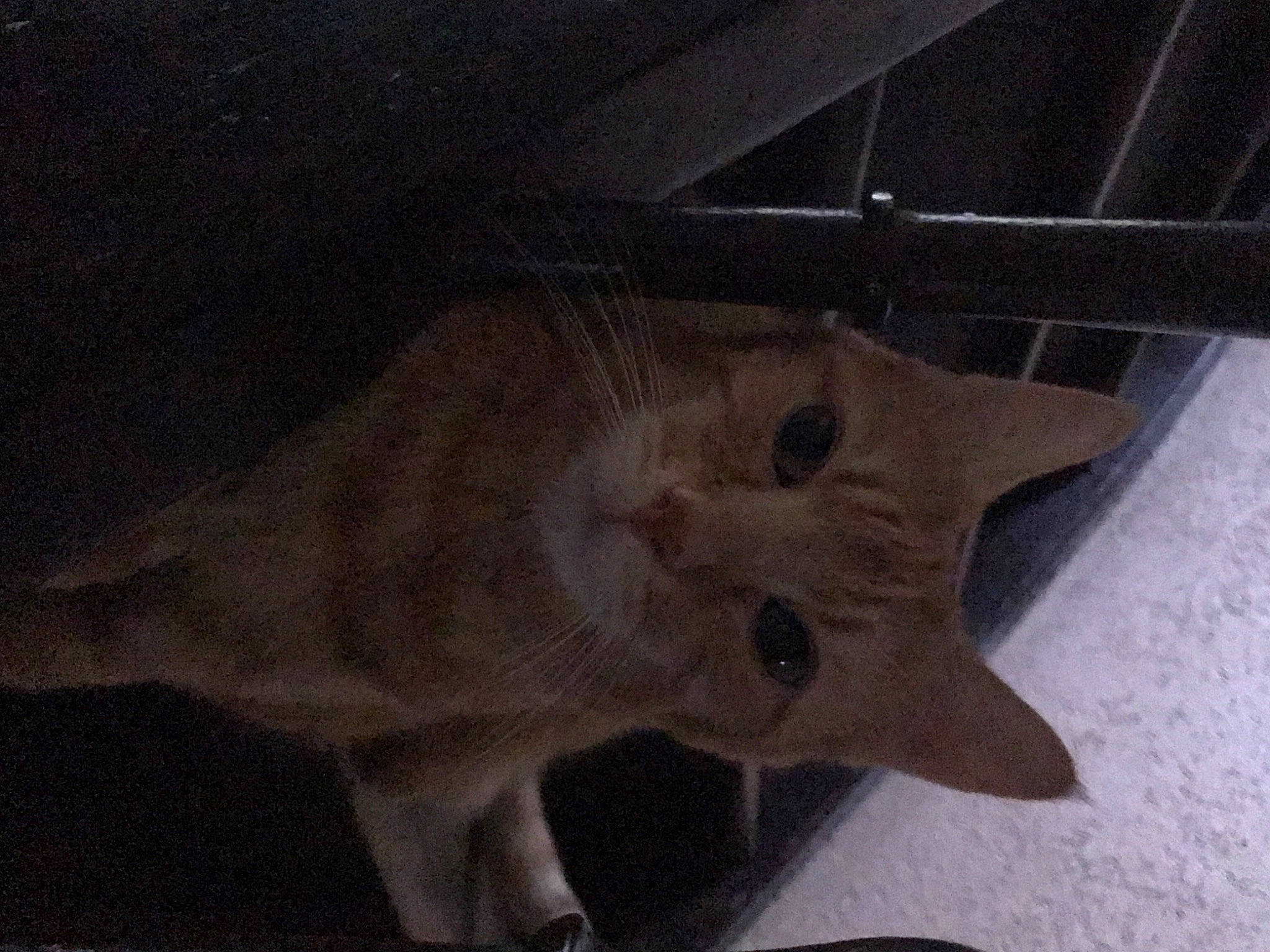 Rouquin a rejoint le concours — aidez-le/la à gagner de superbes lots ! canidae, carnivore, cat, dog_breed, domestic_short_haired_cat, fawn, felidae, fur, paper_product, paw, small_to_medium_sized_cats, snout, tail, terrestrial_animal, whiskers, wood