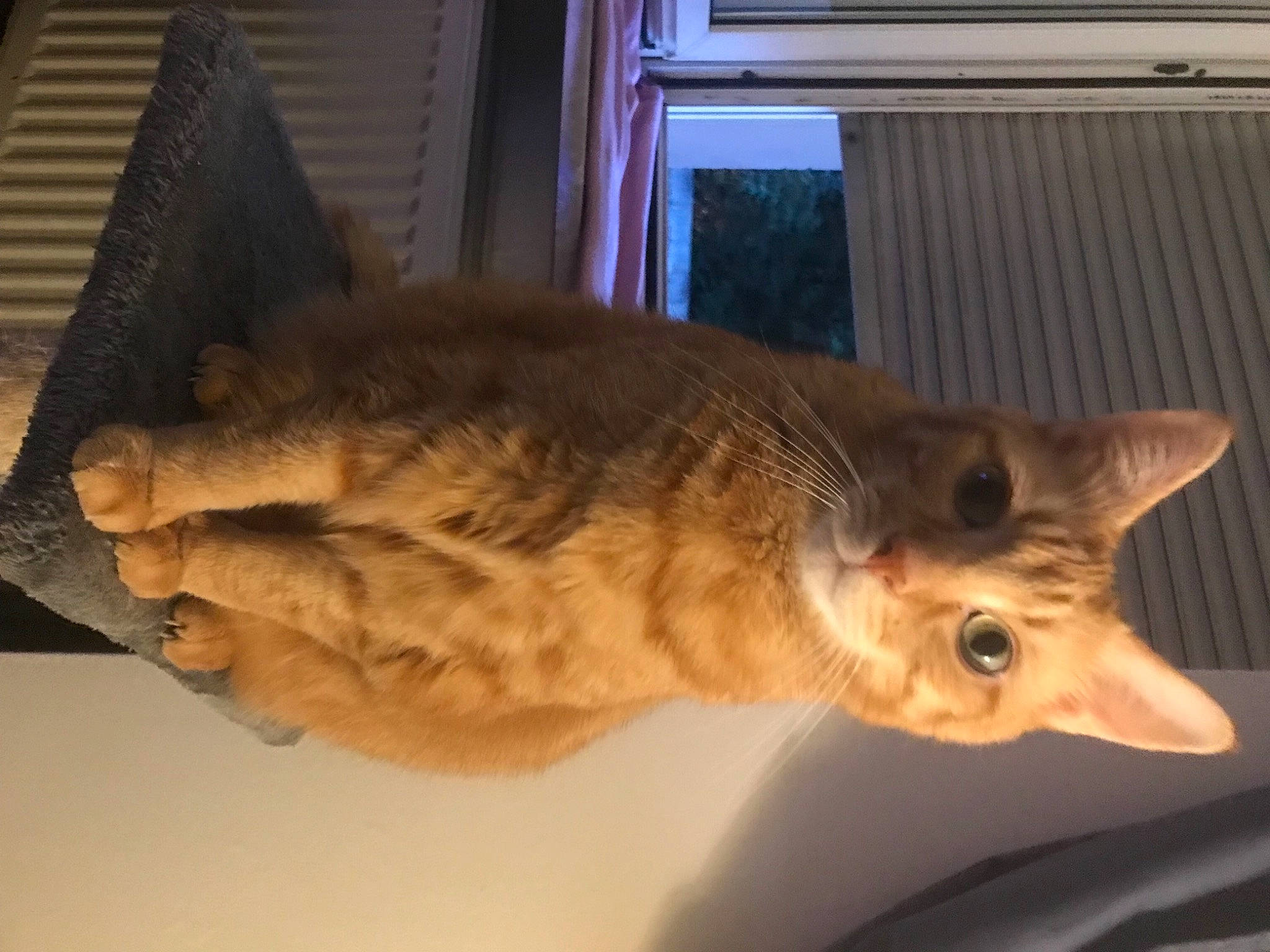 Rouquin a rejoint le concours — aidez-le/la à gagner de superbes lots ! canidae, carnivore, cat, claw, domestic_short_haired_cat, eye, felidae, fur, paw, small_to_medium_sized_cats, snout, tail, terrestrial_animal, whiskers, wing, wood