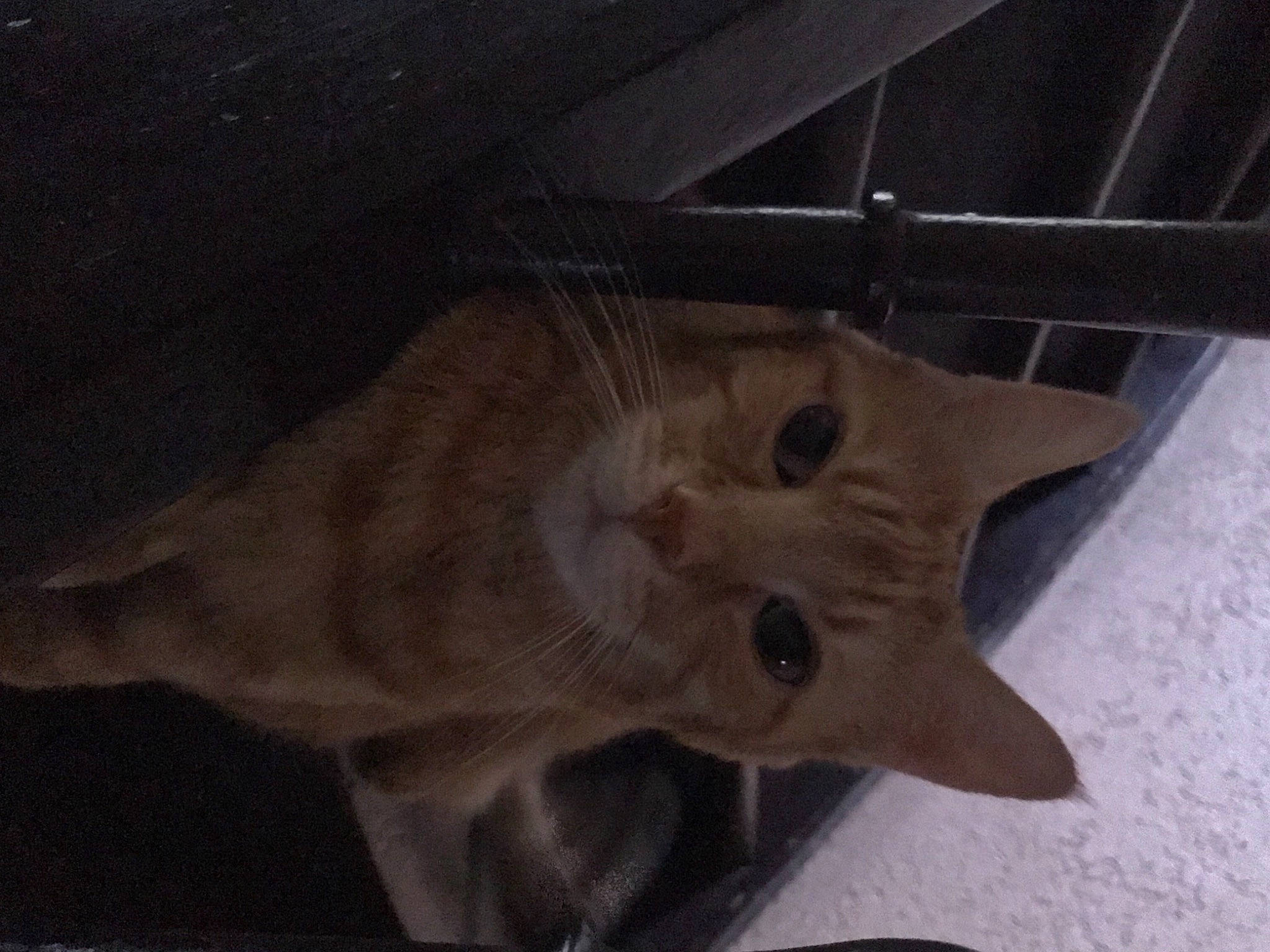 Rouquin participe au concours pour gagner de l'argent avec cette photo : carnivore, cat, domestic_short_haired_cat, fawn, felidae, fur, russian_blue, small_to_medium_sized_cats, tail, whiskers, wood