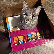 Scarlett is registered to the contest to win money with this photo: animal, board_game, cardboard_box, cat, chip_bags, close_up, ears, feline, funny, gray_cat, indoor, numbered_pieces, pet, playful, portrait, sitting, snacks, whiskers, wide_eyes, wood_floor