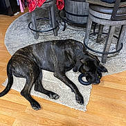 Braxton is registered to the contest to win money with this photo: animal, barrel, black, brindle, brown, chewing, cozy, dog, domestic, flooring, furniture, indoor, laying_down, pet, relaxed, resting, rug, stool, toy, wooden_floor