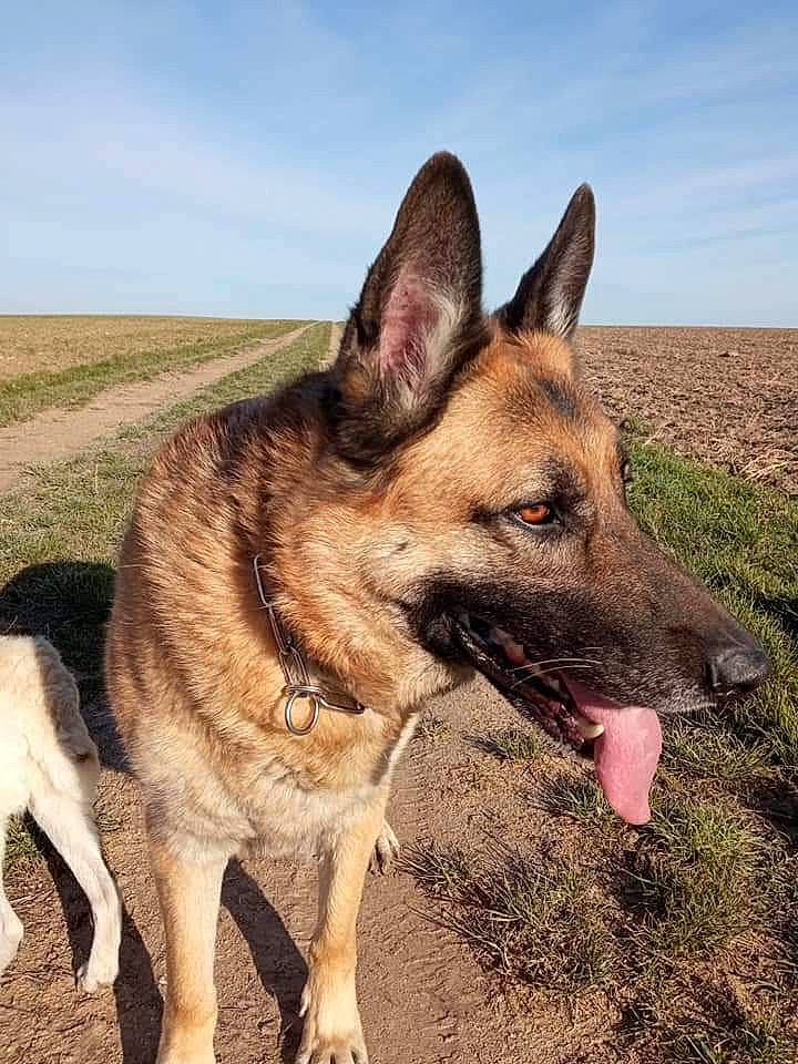 Orso participe au concours pour gagner de l'argent avec cette photo : canidae, carnivore, cloud, companion_dog, dog, dog_breed, east_european_shepherd, fawn, german_shepherd_dog, grass, herding_dog, king_shepherd, landscape, old_german_shepherd_dog, plant, sky, snout, sporting_group, working_animal, working_dog