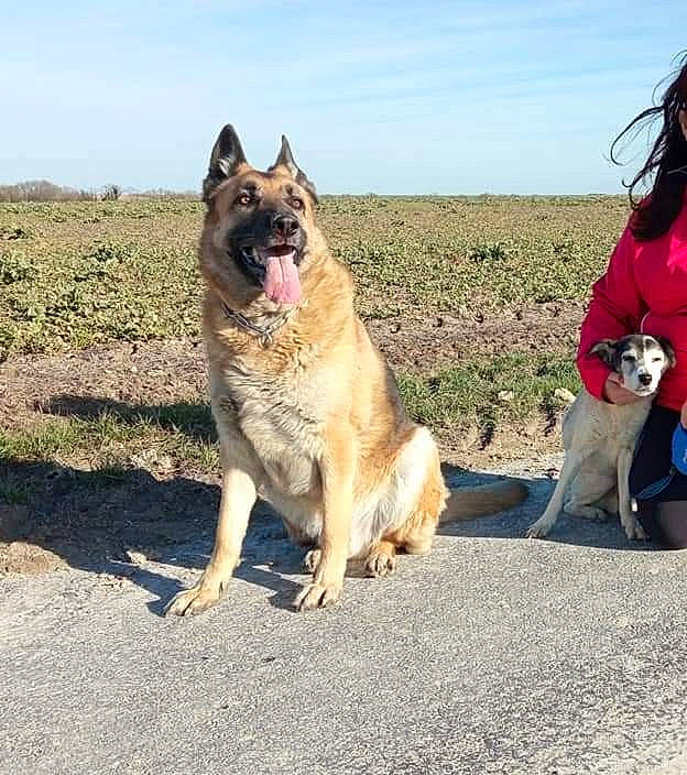 Orso participe au concours pour gagner de l'argent avec cette photo : canidae, carnivore, cloud, collar, companion_dog, dog, dog_breed, east_european_shepherd, fawn, fur, german_shepherd_dog, herding_dog, leash, old_german_shepherd_dog, paw, plant, sky, sporting_group, t_shirt, travel