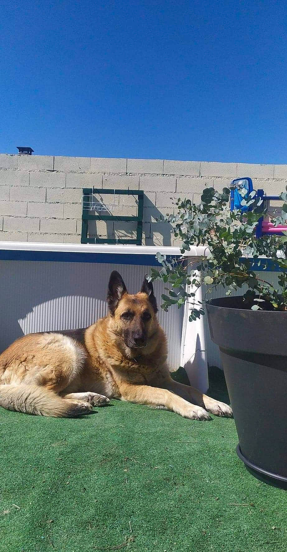 Orso participe au concours pour gagner de l'argent avec cette photo : belgian_shepherd_malinois, building, canidae, carnivore, companion_dog, dog, dog_breed, east_european_shepherd, fawn, flowerpot, german_shepherd_dog, grass, herding_dog, houseplant, king_shepherd, old_german_shepherd_dog, plant, sky, sporting_group, terrestrial_animal
