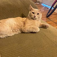 Peaches is registered to the contest to win money with this photo: cat, cream_color, fluffy, couch, indoor, wooden_floor, bicycle_wheel, door, relaxed, pet, feline, fur, animal, household, living_room, resting, looking, cozy, comfort, domestic