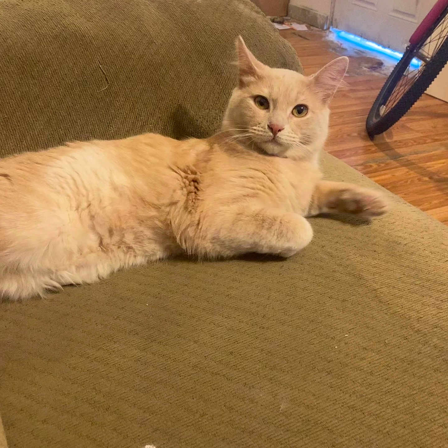 Peaches is registered to the contest to win money with this photo: animal, bicycle_wheel, cat, comfort, couch, cozy, cream_color, domestic, door, feline, fluffy, fur, household, indoor, living_room, looking, pet, relaxed, resting, wooden_floor
