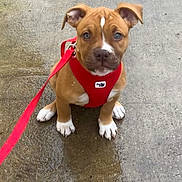 Bella a rejoint le concours — aidez-le/la à gagner de superbes lots ! animal, brown_dog, canine, collar, concrete, cute, dog, ears, leash, looking_up, nose, outdoor, pet, pet_accessory, puppy, red_harness, sitting, wet_floor, white_paws, young_dog